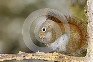 Red Squirrel   838849
