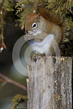 Red Squirrel   838896