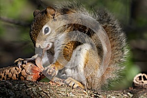 Red Squirrel