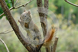 Red Squirrel