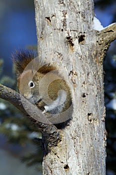 Red Squirrel   838892 photo