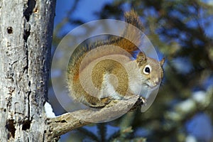 Red Squirrel   838970 photo