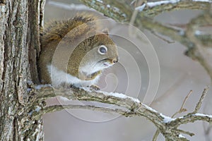 Red Squirrel   838566 photo