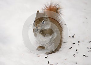 Red Squirrel American tamiasciurus hudsonicus