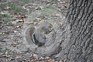 Red squirrel animal of class Mammalia mammals