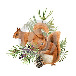 Red squirrel animal and herbs. Watercolor hand drawn illustration. Funny rodent with pine, elderberry, firn winter