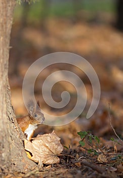 Red squirrel in autumn park