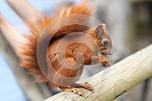 Red squirrel on beam