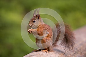 Red Squirrel with beautiful furry red tail, eating nuts with both paws