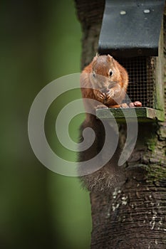 Red Squirrel on a Bird Feeder photo