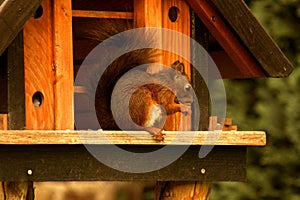 Red squirrel in a bird house