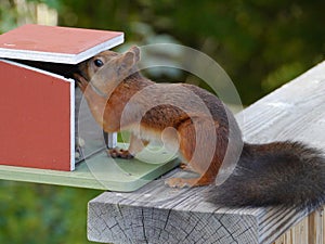 A red squirrel with a black tail