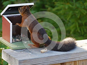 A red squirrel with a black tail