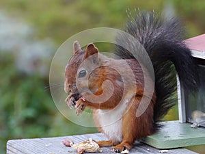 A red squirrel with a black tail