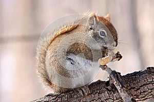 Red squirrel on branch