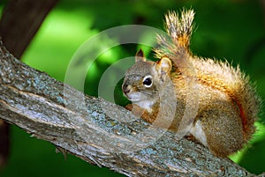 Red Squirrel on Branch