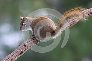Red Squirrel on a Branch