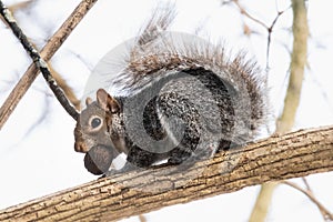 Red squirrel on a branch with a nut in its mouth