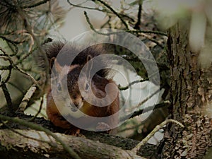 Red squirrel on the branches  in  botanical garden  in summer Helsinki, Finland