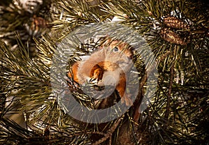 Red squirrel on the breanch.