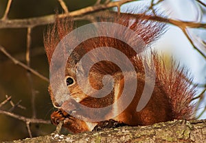 Red squirrel on the breanch.