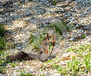 Red squirrel with brown coat