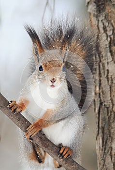 Red squirrel with a bushy tail sits on tree and eats nuts in the snow