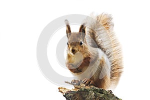 Red squirrel with bushy tail standing on white isolated background