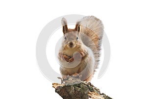 Red squirrel with bushy tail standing on white isolated background