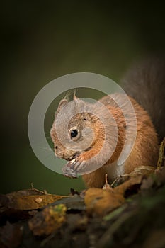 Red Squirrel caching hazel nuts.