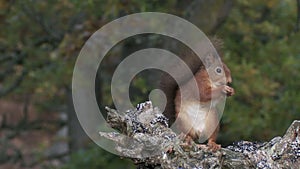 Red Squirrel in the Caledonian Forest