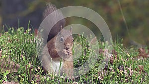 Red Squirrel in the Caledonian Forest