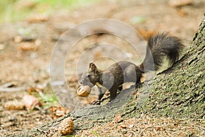 Red squirrel carrying a nut
