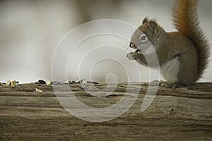 Red Squirrel Cautiously Holding Sunflower Seed