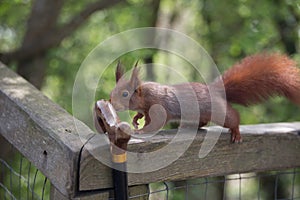 Red squirrel checking out walking stick.