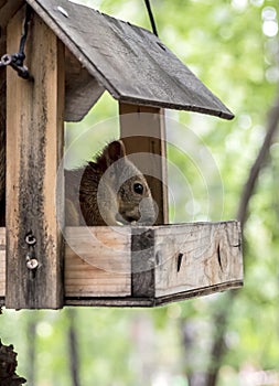 a red squirrel in a city park in a feeder