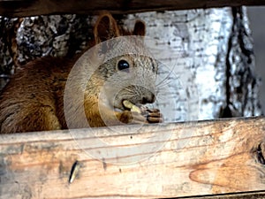 a red squirrel in a city park in a feeder