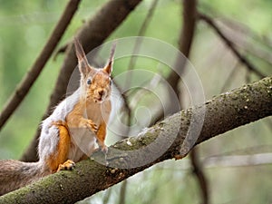 Red squirrel climbed onto a tree branch. The animal is sitting and looking at you.