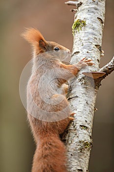 Red squirrel climbing a birch tree