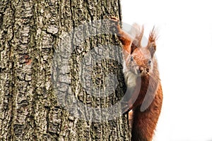 Red squirrel climbing an old tree and looking curiously straight into the camera.