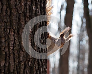 Red squirrel climbing at tree and looking at camera