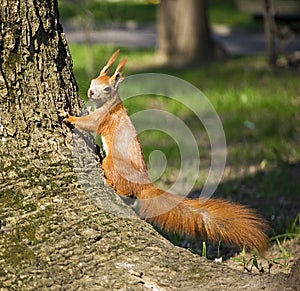 Red Squirrel climbing in a tree