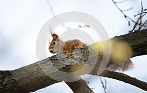 Red squirrel climbing trees. Animals living in Europe.