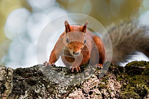 Red Squirrel climbing up in a tree
