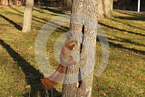 Red squirrel climbs a tree trunk in the park.