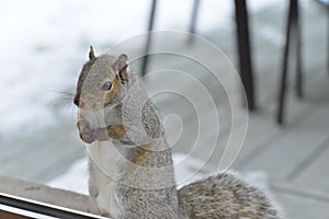 Red squirrel close up. It`s standing near window