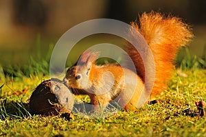 Red squirrel with coconut