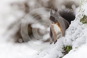 Red squirrel with cold feet