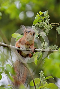 Red squirrel cub on a branch eating fresh leaves