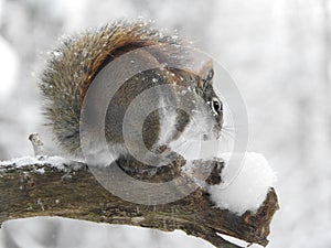 Red Squirrel with curled tail on log during snowstorm